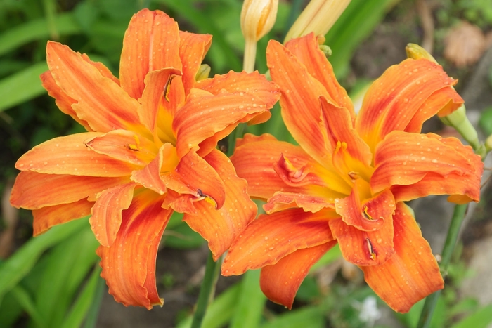 Daylily 'Kwanso' - Hemerocallis fulva 'Kwanso' from EC Browns Nursery