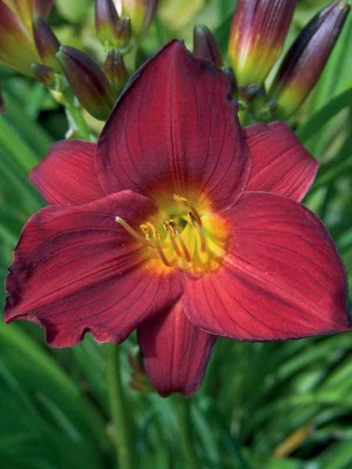 Daylily 'Stella in Red' - Hemerocallis ''Stella in Red'' from EC Browns Nursery