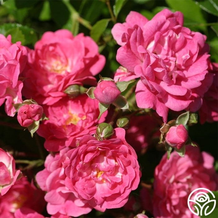 LOVELY FAIRY ROSE - Rosa x polyantha 'Lovely Fairy' from EC Browns Nursery