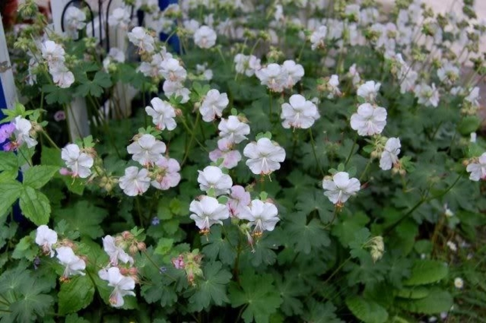 'St Ola' Cranesbill - Geranium cantabrigiense 'St Ola' from EC Browns Nursery
