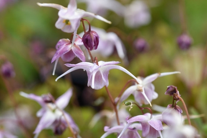 Epimedium Akebono - Epimedium x hybrid 'Akebono' from EC Browns Nursery