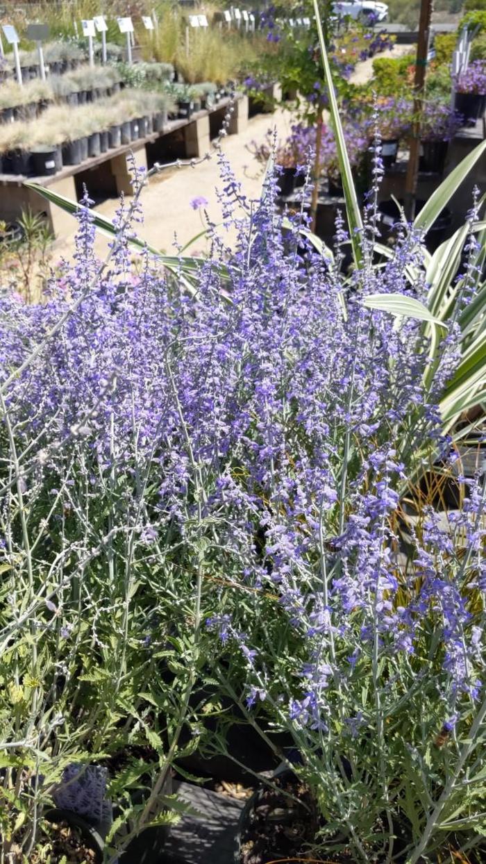 Lacey Blue Russian Sage - Perovskia atriplicifolia 'Lisslitt' PP20845 (Russian Sage) from EC Browns Nursery