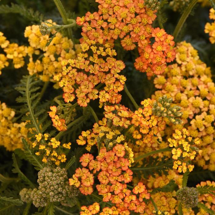 Milly Rock&trade; Yellow Terracotta - Achillea millefolium (Yarrow) from EC Browns Nursery