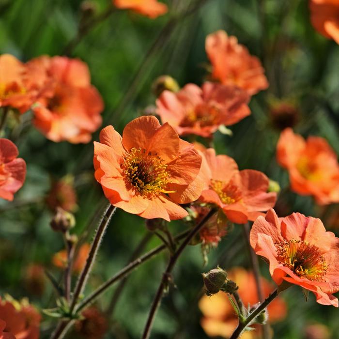 'Totally Tangerine' Avens - Geum from EC Browns Nursery