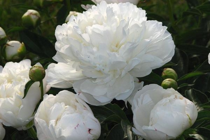 Amalia Olson Peony - Peony lactiflora 'Amalia Olson' from EC Browns Nursery