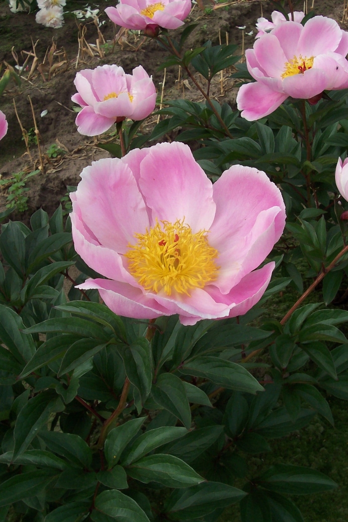 Martha W Peony - Peony lactiflora 'Martha W' from EC Browns Nursery