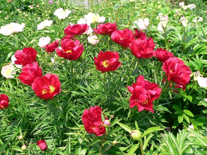 Merry Mayshine Peony - Peony lactiflora 'Merry Mayshine' from EC Browns Nursery