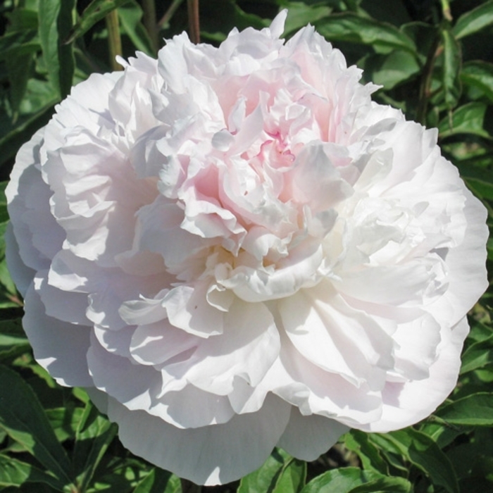 My Love Peony - Peony lactiflora 'My Love' from EC Browns Nursery