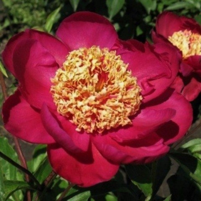 Sword Dance Peony - Peony lactiflora 'Sword Dance' from EC Browns Nursery