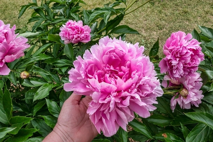 Queen of Hamburg Peony - Peony lactiflora 'Queen of Hamburg' from EC Browns Nursery
