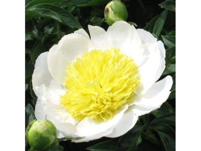 Stella Charm - Peony lactiflora 'Stellar Charm' from EC Browns Nursery