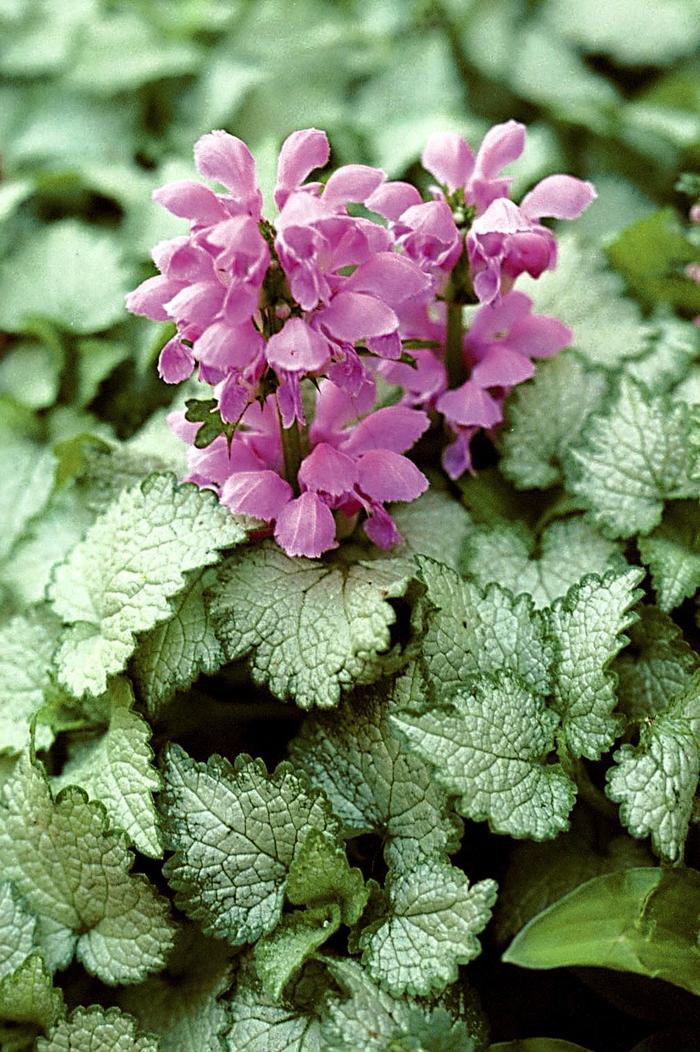 'Orchid Frost' Dead Nettle - Lamium maculatum from EC Browns Nursery