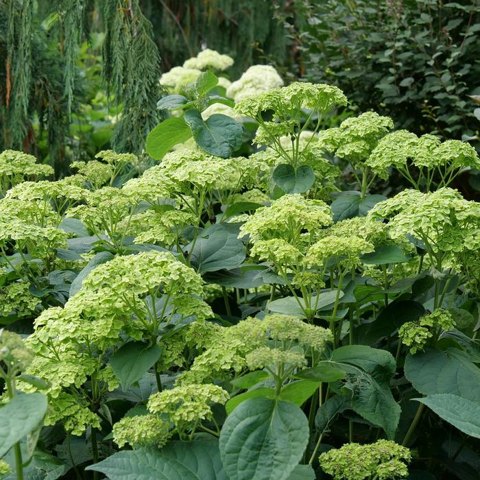 'Invincibelle Sublime&trade;' Smooth Hydrangea - Hydrangea arborescens from EC Browns Nursery