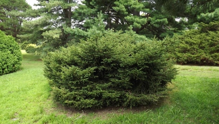 Table Top Dwarf Birdsnest Spruce - Picea abies 'Tabuliformis' from EC Browns Nursery