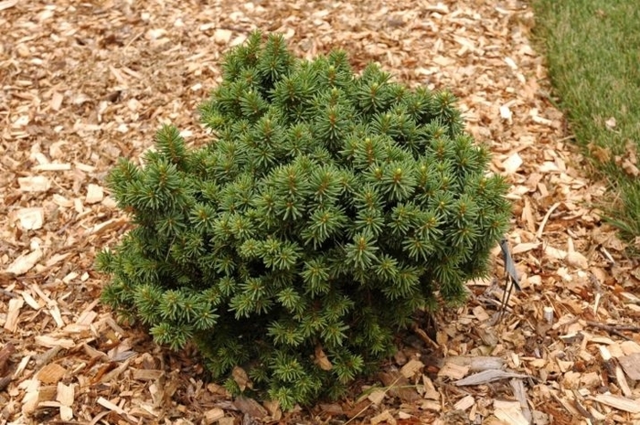 Skyhigh Dwarf Norway Spruce - Picea abies 'Skyhigh' from EC Browns Nursery