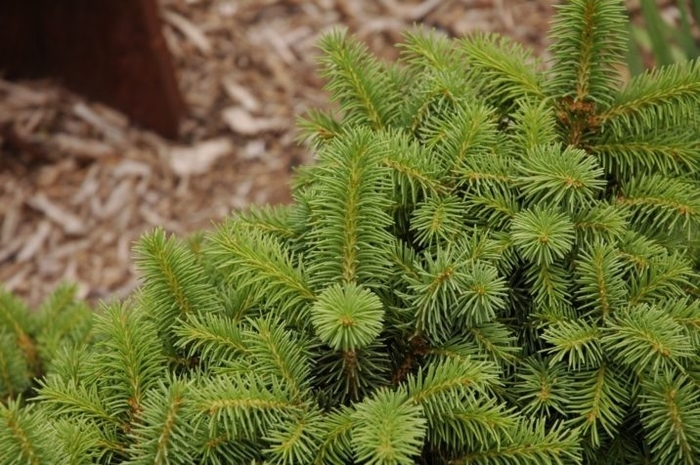Swedonia Dwarf Norway Spruce - Picea abies 'Swedonia' from EC Browns Nursery