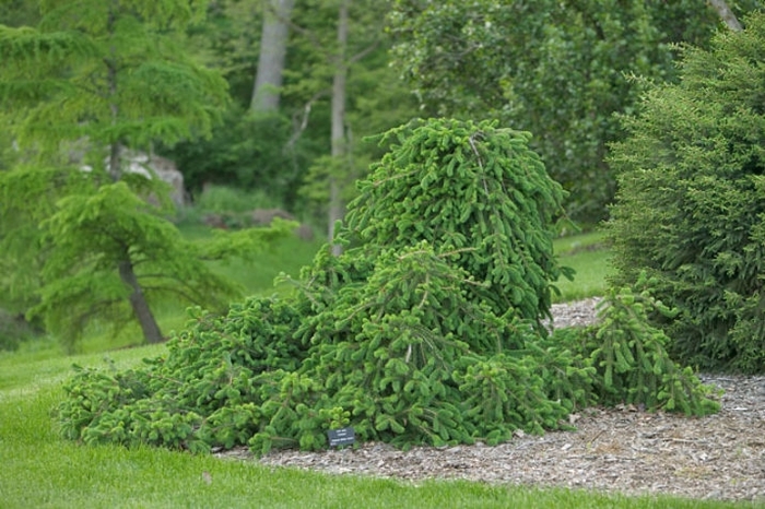 Frohburg Weeping Norway Spruce - Picea abies 'Frohburg' from EC Browns Nursery