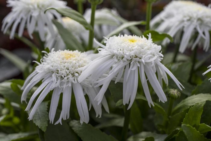 Carpet Angel&reg; Shasta Daisy - Leucanthemum x superbum 'Carpet Angel&reg;' (Shasta Daisy) from EC Browns Nursery