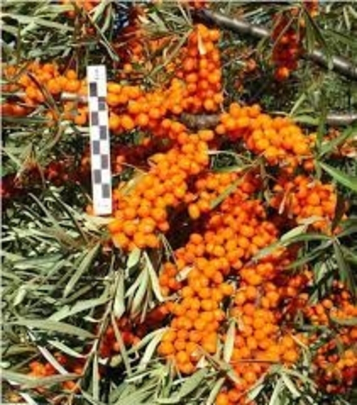 Sea Buckthorn - Hippophae rhamnoides from EC Browns Nursery