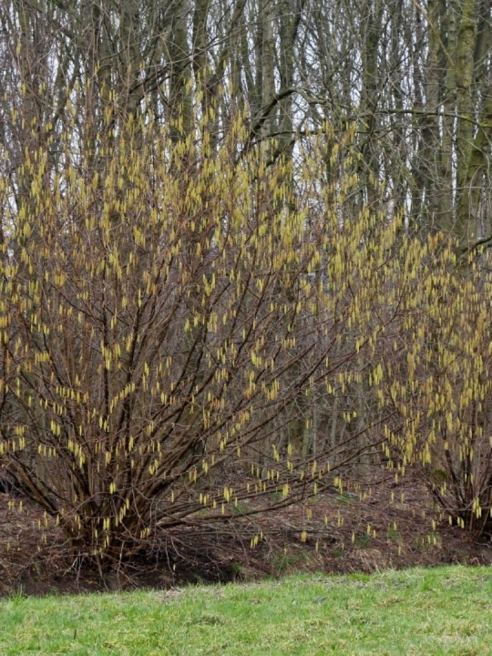 Hazelnut - Corylus avellena from EC Browns Nursery