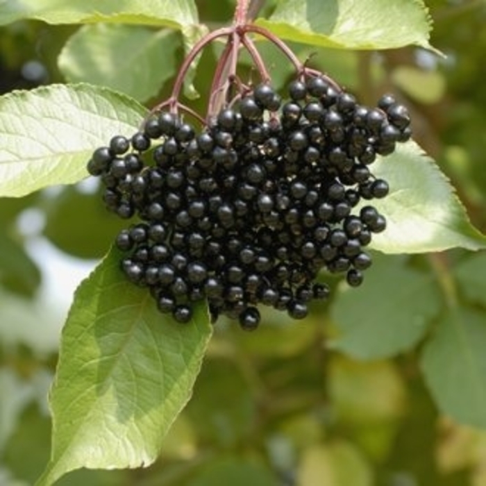 Samyl Elderberry - Sambucus nigra 'Samyl' from EC Browns Nursery