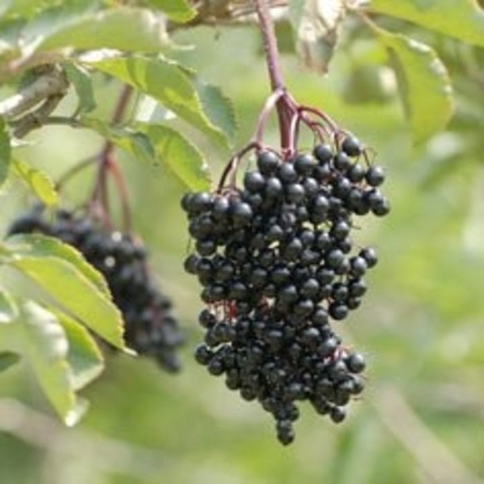 Sandal Elderberry - Sambucus nigra 'Sandal' from EC Browns Nursery