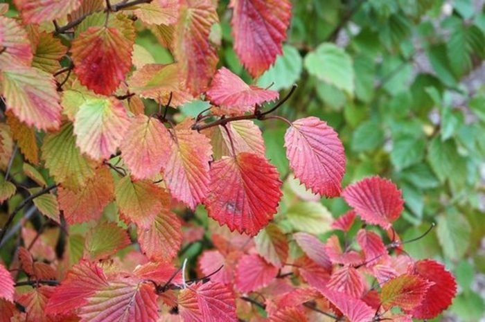  Autumn Jazz Arrowwood Viburnum - Viburnum dentatum 'Ralph Senior' from EC Browns Nursery