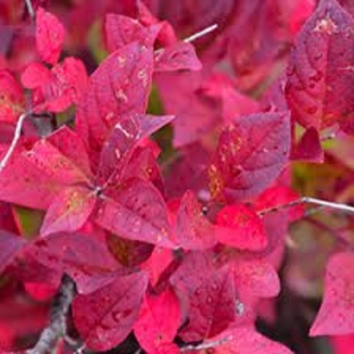 Sweetspire - Itea virginica 'Merlot' from EC Browns Nursery