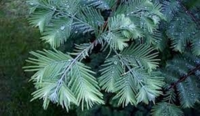 Blue-ish Dawn Redwood - Metasequoia glyptostroboides 'Bluie-ish' from EC Browns Nursery
