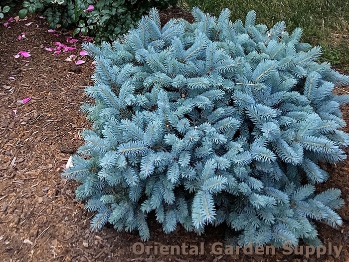 Colorado Spruce - Picea pungens 'Glauca' from EC Browns Nursery