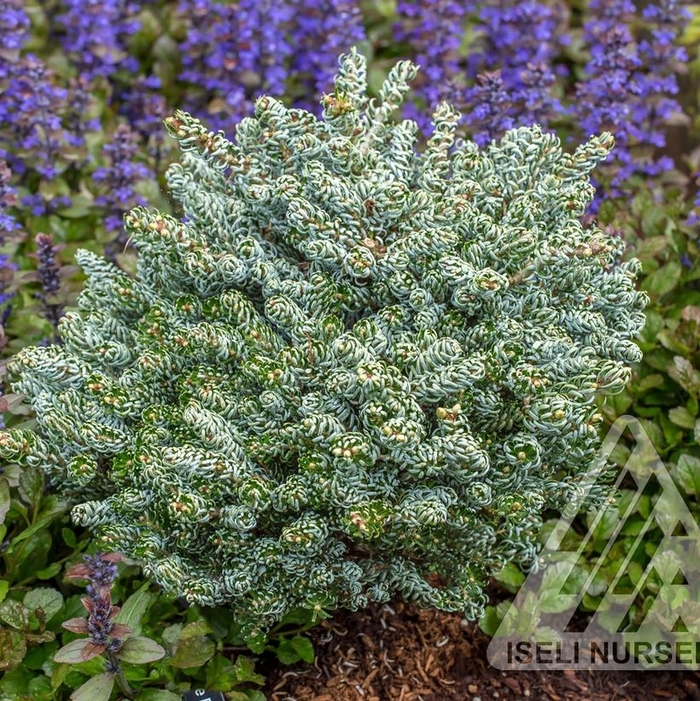 Ice Breaker Dwarf Korean Fir - Abies koreana 'Ice Breaker' from EC Browns Nursery