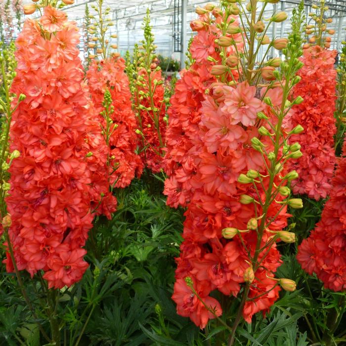 Red Lark Delphinium - Delphinium 'Red Lark' PP29761 (Delphinium) from EC Browns Nursery