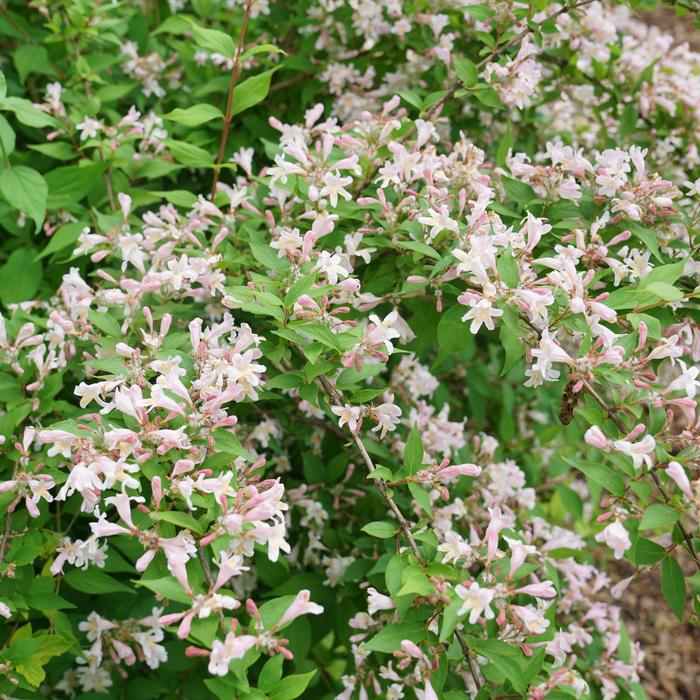 Jolene Jolene&trade; Beauty Bush - Kolkwitzia amabilis 'SMNKADTF' PPAF, Can PBRAF (Beauty Bush) from EC Browns Nursery