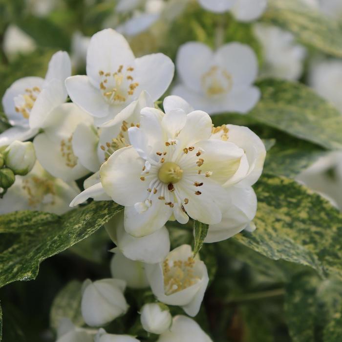 Illuminati Sparks™ Mock Orange - Philadelphus coronarius 'SMNPVB' PPAF, Can PBRAF (Mock Orange) from EC Browns Nursery