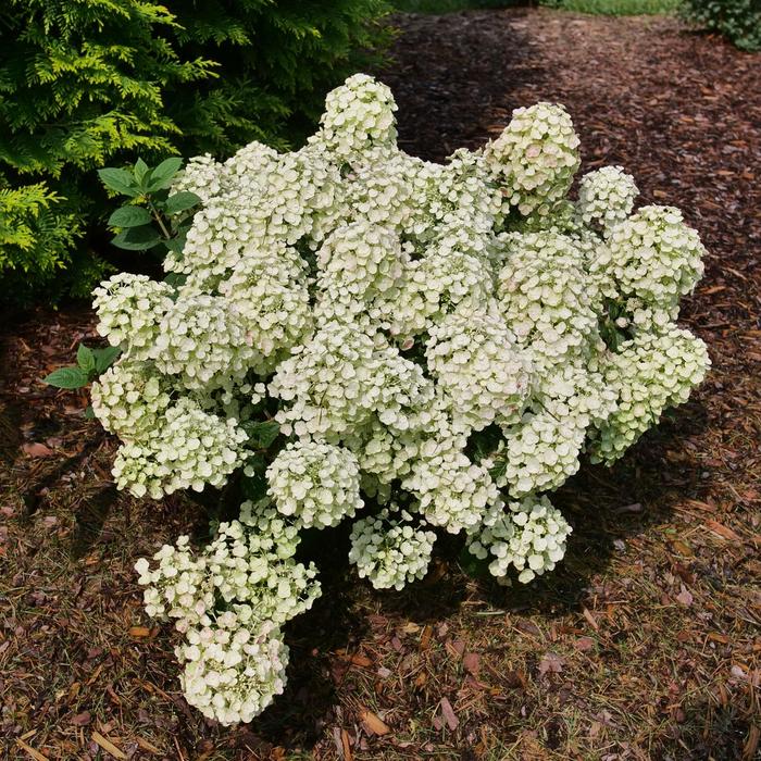 Tiny Quick Fire&reg; - Hydrangea paniculata (Panicle Hydrangea) from EC Browns Nursery
