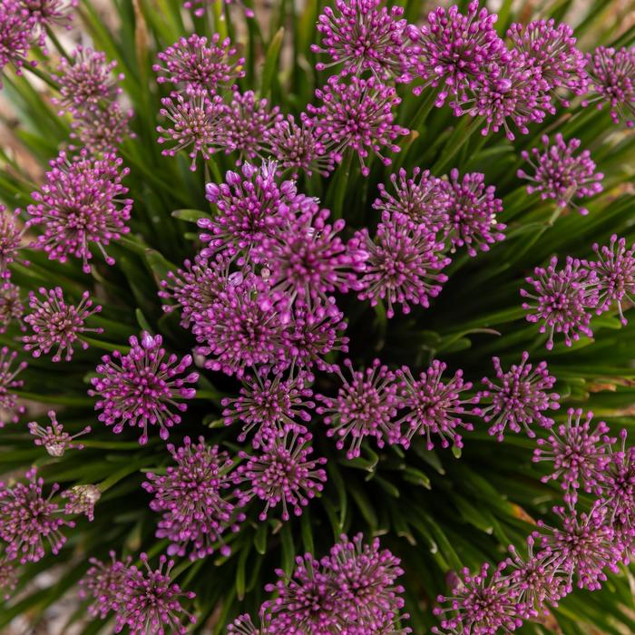 'Windy City' Ornamental Onion - Allium PP28100 from EC Browns Nursery