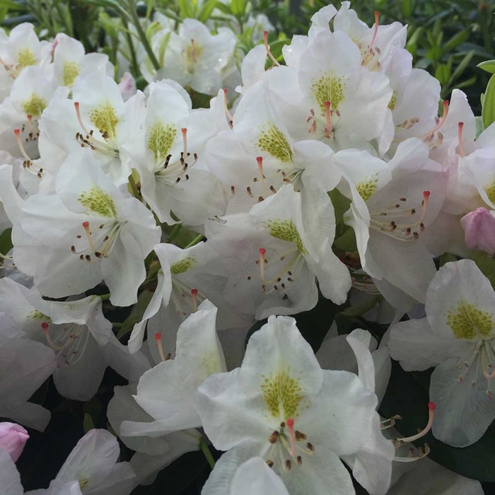  'Album' - Rhododendron catawbiense from EC Browns Nursery