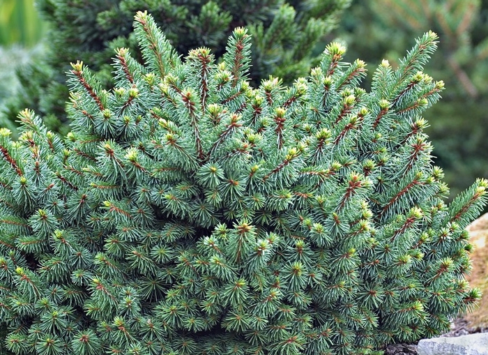 Dwarf Norway Spruce - Picea abies 'Lanham's Beehive' from EC Browns Nursery