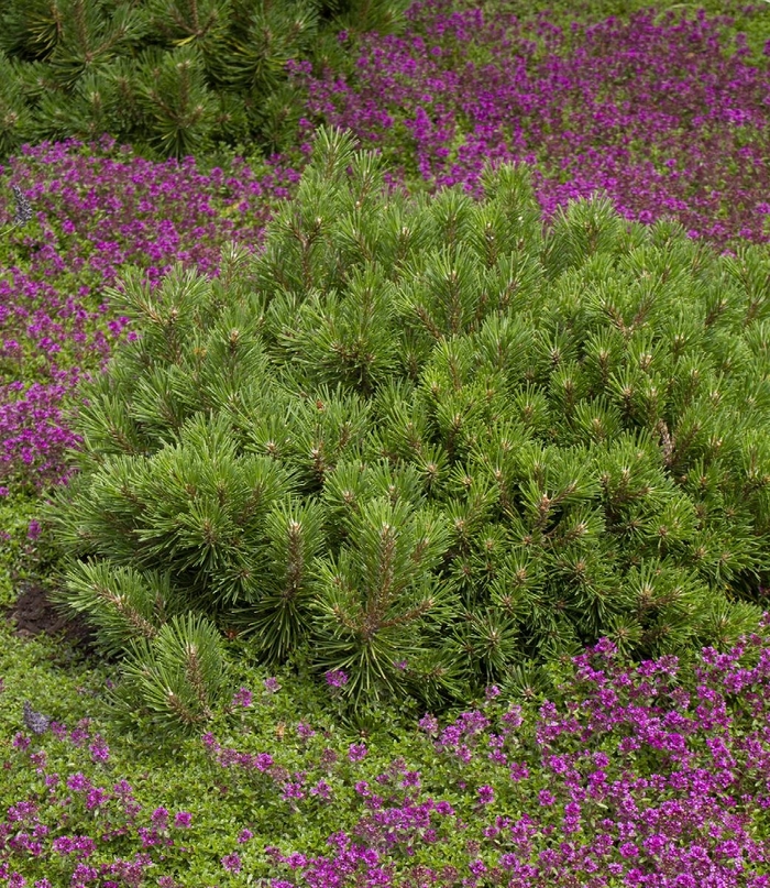 Dwarf Mugo Pine - Pinus mugo 'pumilio' from EC Browns Nursery