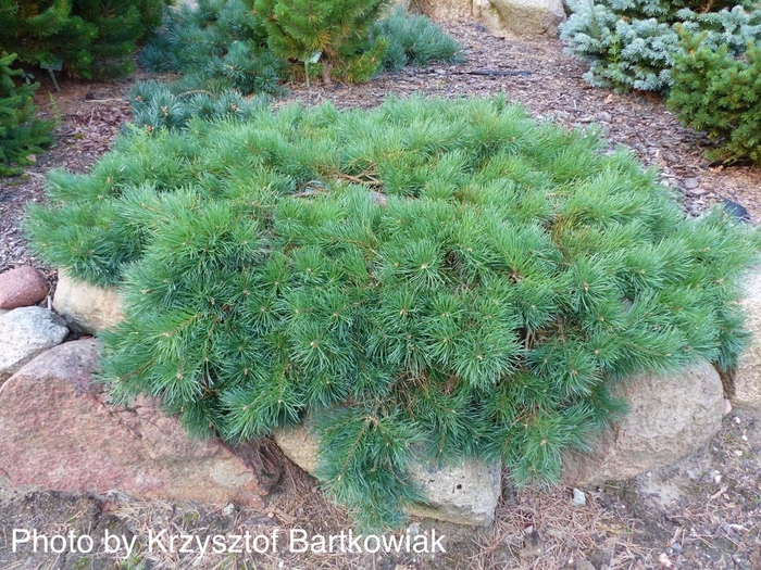 Trailing Scotch Pine - Pinus sylvestris 'Hillside Creeper' from EC Browns Nursery
