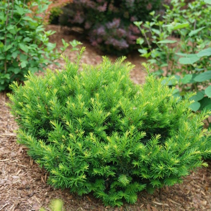 Yew - Taxus x media 'Densiformis' from EC Browns Nursery