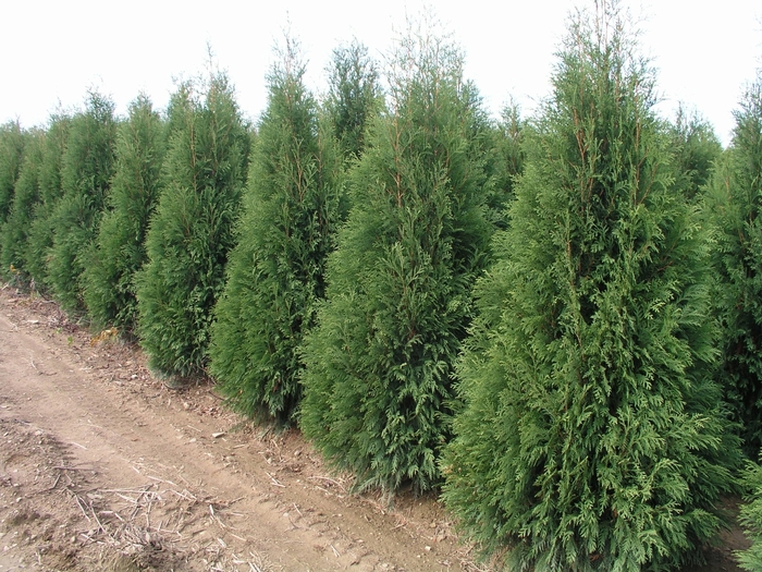 Dark American Arborvitae - Thuja occidentalis 'Nigra' from EC Browns Nursery