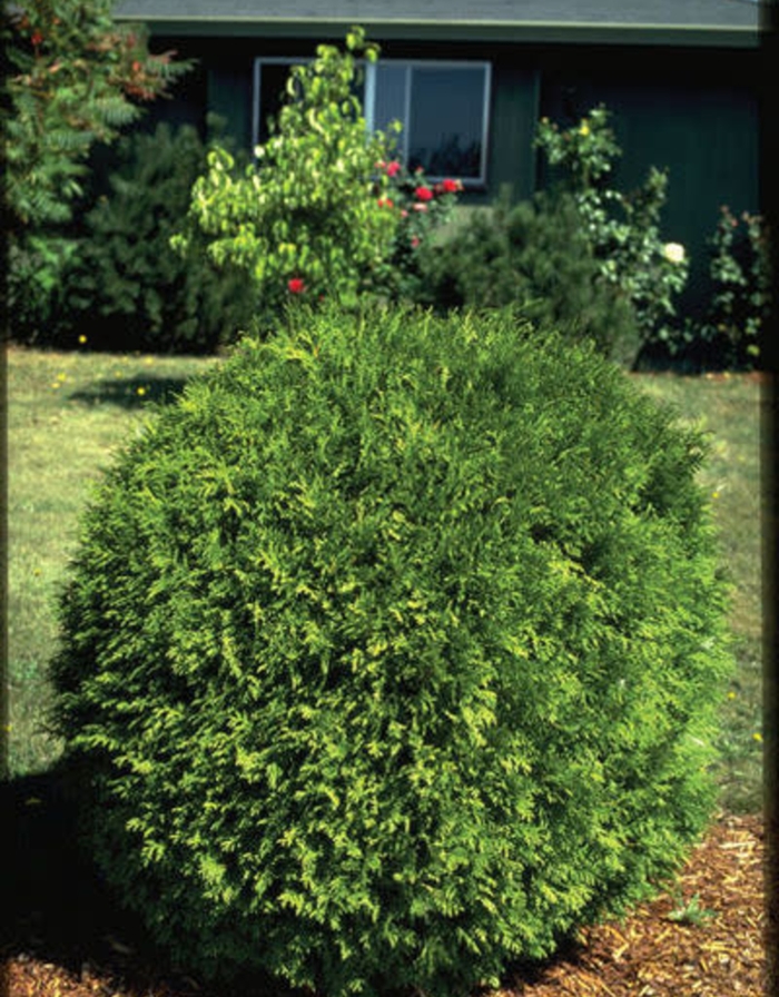 'Woodwardii' - Thuja occidentalis from EC Browns Nursery