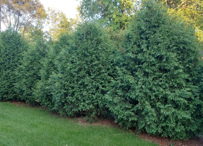 'Techny' - Thuja occidentalis from EC Browns Nursery