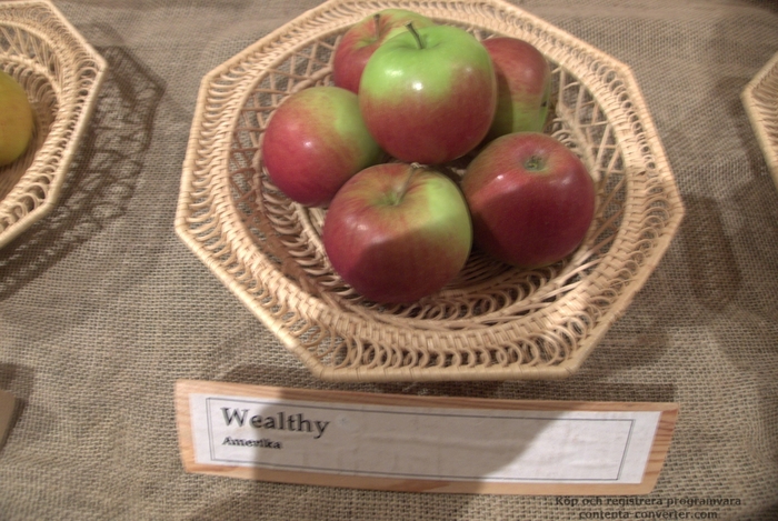 Wealthy Apple - Apple Wealthy' from EC Browns Nursery