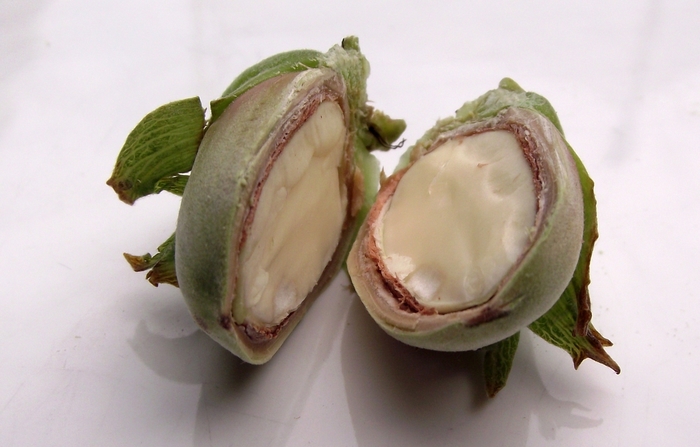 Clark Hazelnut - Corylus avellena 'Clark' from EC Browns Nursery