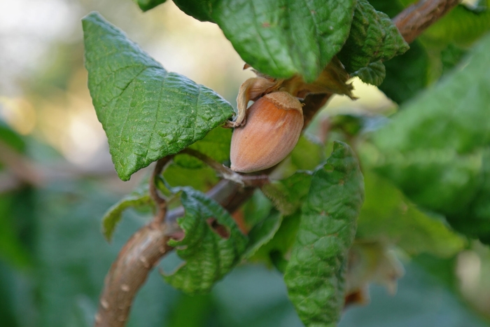 Hazelbert - Corylus x 'Barcelona' from EC Browns Nursery