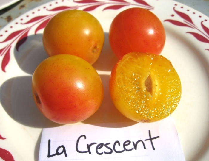 La Crescent Plum - Prunus domestica 'La Crescent from EC Browns Nursery