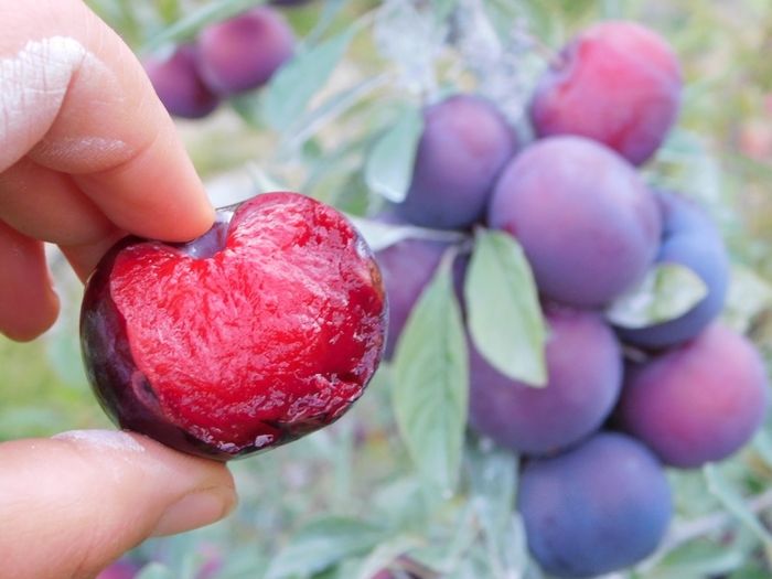 Black Ice Plum - Prunus domestica 'Lydecker' from E.C. Brown's Nursery