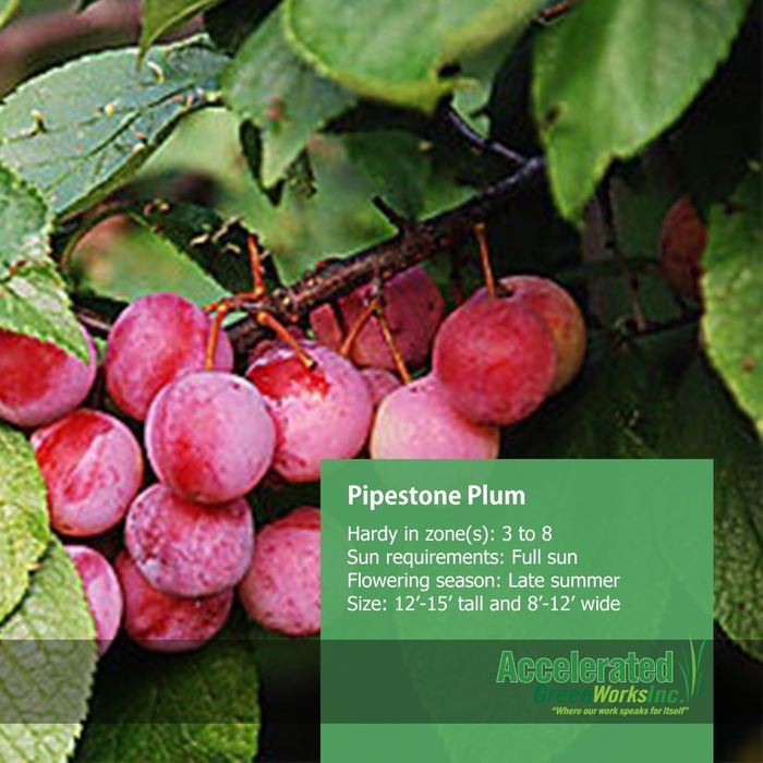 Pipestone Plum - Prunus domestica 'Pipestone' from EC Browns Nursery